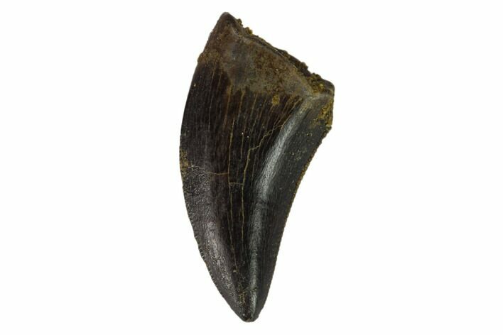 Serrated, Theropod (Raptor) Tooth - Hell Creek Formation #133591